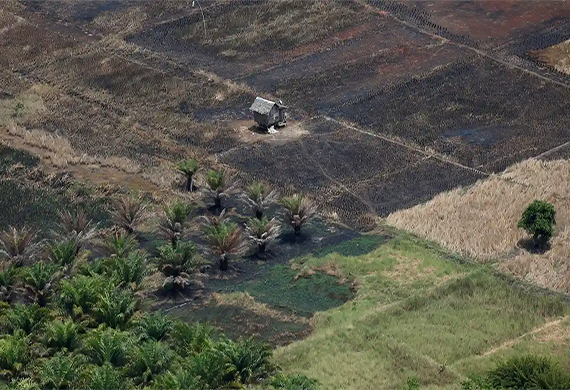 Palm oil land grabs ‘trashing’ environment and displacing people