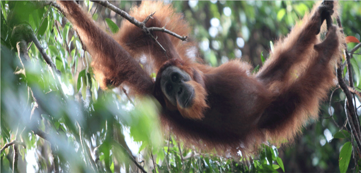 Banner image: An orangutan hanging in a tree in Sumatra, Indonesia. Image by Rhett A. Butler/ Mongabay.